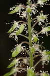 Foamflower